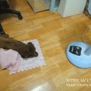 토리아리아이스 | 후기 :D 아이라이크펫 수제사료&간식
