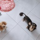 러블리펫텔 네이버블로그