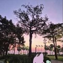 파타야 - 포항시 북구 장량로158번길 5-8 | 아마리 파타야 솔직후기 | 태국 5성급 호텔