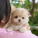 미유펫 강아지고양이 구미점 | 구미강아지분양 안전입양 미유펫 다녀온 후기