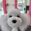 오도DOG 펫살롱 이미지