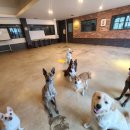 피스테일 이미지