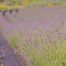 농원황토가든 이미지