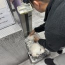 콩닥 동물병원 | 마포 공덕 강아지건강검진 콩닥동물병원 어플로 예약하기