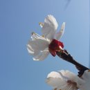 정읍 천변 벚꽃 이미지