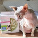 구서동물병원 | 강아지 고양이 슬로우 식기 사료토 급체 방지 제제펫