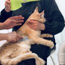 뽀송캣 | [슈슈캣 고양이미용실] 7년차 집사가 고른 안산고양이목욕 스파 무마취 미용 잘하는 곳