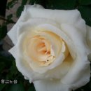 달빛추억 이미지