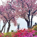 대구 겹벚꽃 명소 월곡역사공원 철쭉 가족여행 실시간 개화 상황