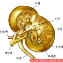 음양오행 - 우리 몸의 각 장기별 음양오행 건강법 이미지