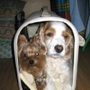 펫 파라다이스 이미지