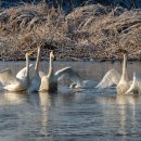 벽성대 고니 이미지