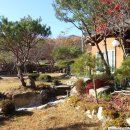 황토버섯 이미지