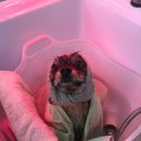 미미그루밍 이미지