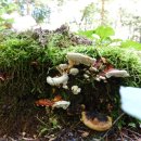 월정사 화장실 이미지