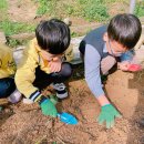 [💙하늘나리💙] 🍠아리솔 고구마 수확하는 날🍠 이미지