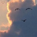 그린도넛