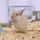 햄동대장 이미지