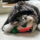 복실방앗간 | 우리 레오의 최애템 등극! 복실방앗간 당근 장난감 내돈내산 후기 🥕