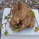 가지산천마영농조합 이미지