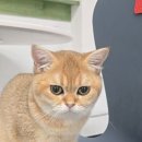 캣츠앤몬스터 이미지