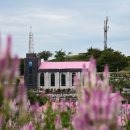 병풍도 맨드라미 축제 이미지