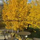 몽브루 | 서울 강북구 4.19 카페거리 가을 감성 가득한 은행나무 뷰 카페 몽브루 오픈런 후기