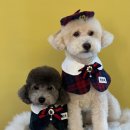 아소비 퍼피스 이미지