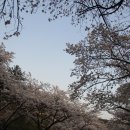 청풍호 벚꽃 이미지