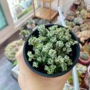 은설농장 이미지