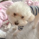 라운지 도그 | 부산 수영구 애견미용 스트레스 없이, 남천동 라운지도그