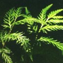 불로초등학교 이미지