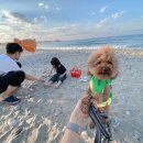 강릉애견하우스 이미지