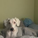 두산이네 애견샵 이미지