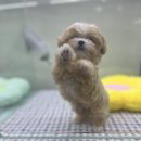 김해강아지분양고양이분양도그하우스 - 김해시 구지로 144 | 김해강아지분양고양이분양도그하우스