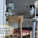 못말리는 고양이 이미지