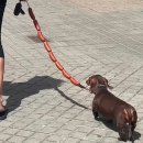 루메니스비코리아 유한회사 | 재이미샵 in Paris / Delitoon 델리툰 / 페이백 파리 사인회 / 파리 일정 (1.24~1.28)