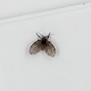 야은로13길1L-4 | 나방파리 제거 방법과 계속 생기는 이유는?