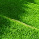 영농조합법인 군위찰옥수수 이미지