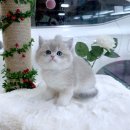 공부하는고양이