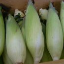 정선 농장 이미지