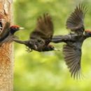 딱따구리 이미지