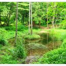 편백나무숲 이미지