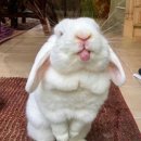 다이아소프트 이미지