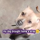 강아지집 이미지