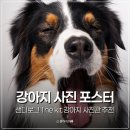 The 좋은집 | 서울 강아지 사진관 샌디로그 후기 강아지사진 포스터 The kit 추천