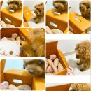 예산농장 | [오온농장 고구마] 예산 꿀고구마 직배송 🍠 캐럿친구한테 선물로 받은 달달한 고구마 후기!!