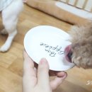 예삐네 착한 수제간식 이미지