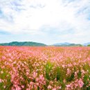 별빛세모