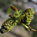 오리나무 이미지